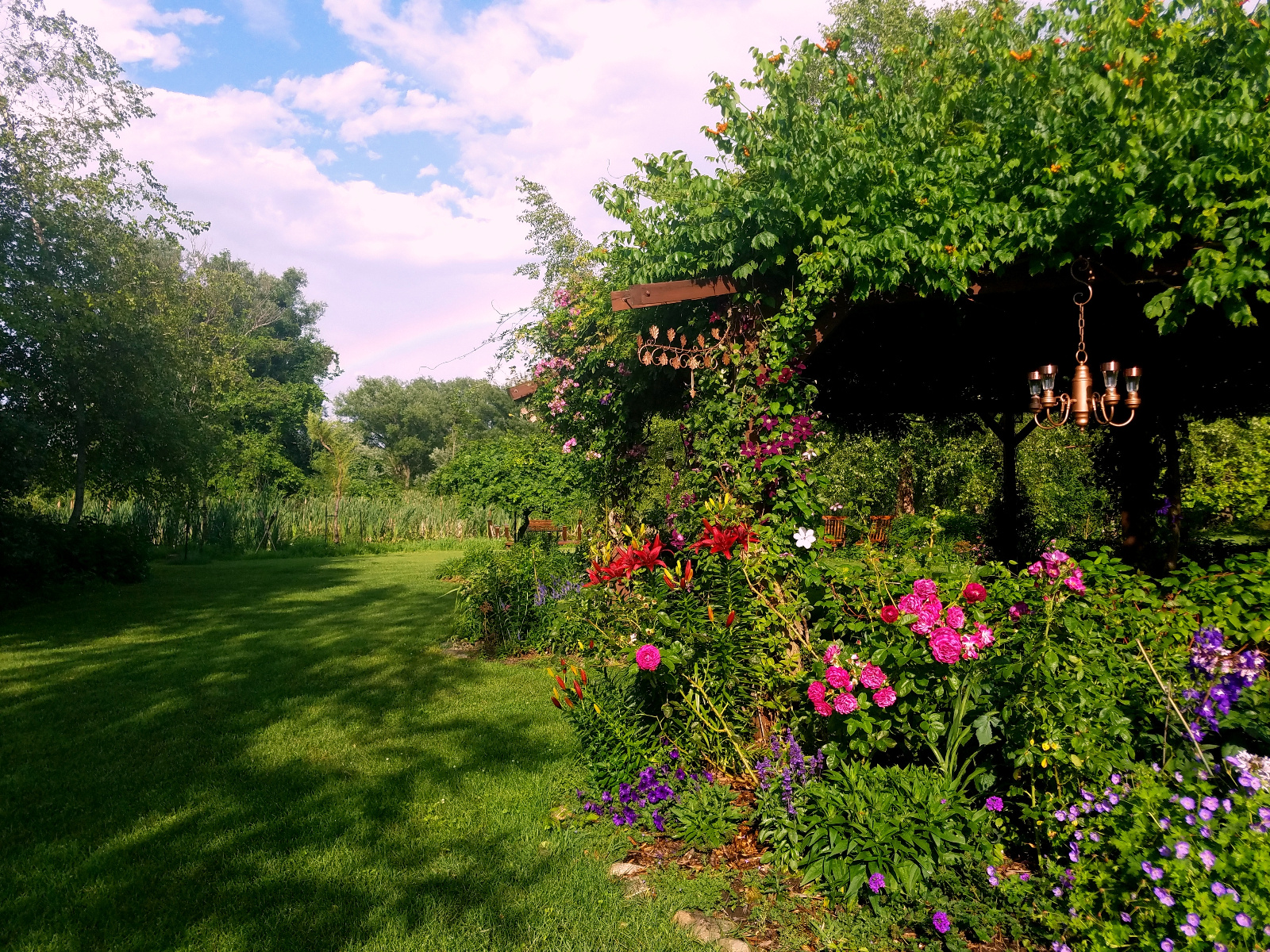 Dark red Lilies, Roses, Delphiniums, Geraniums, Veronica and Petunia